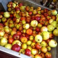 Internet und Gartenbau Internet und Gartenbau