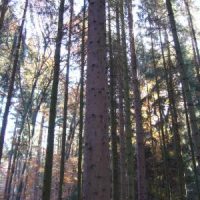 Bayrisches Wochenende: Maibaum, IBM, Starkbier, QUH Bayrisches Wochenende: Maibaum, IBM, Starkbier, QUH