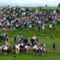 Der grösste aller Ochsen