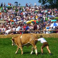 Hereintrabende Neuigkeiten: Baze gewinnt 6. Münsinger Ochsenrennen