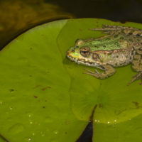 Vortrag: Die faszinierende Welt der Amphibien