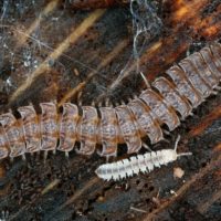 Verschoben! Bodenzoologische Exkursion - das Leben im Waldboden