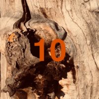 Der QUH-Adventskalender: das 10. Bäumchen