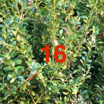 Der QUH-Adventskalender: das 16. Bäumchen