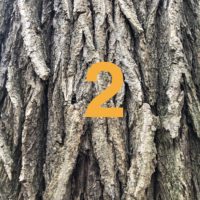 Der QUH-Adventskalender: Das 2. Bäumchen