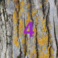 Der QUH-Adventskalender: Das 4. Bäumchen