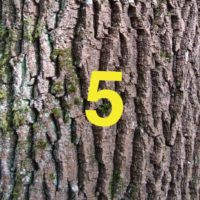 Der QUH-Adventskalender: Das 5. Bäumchen