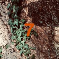 Der QUH-Adventskalender: das 7. Bäumchen