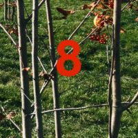 Der QUH-Adventskalender: das 8. Bäumchen