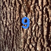 Der QUH-Adventskalender: das 9. Bäumchen