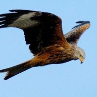 "Der Rotmilan wurde gesichtet"?