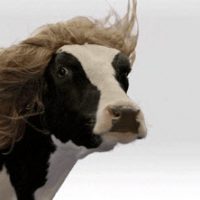 So fern die winde wehn ...