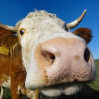 Der QUH-Adventskalender 2011 - die 9. Kuh