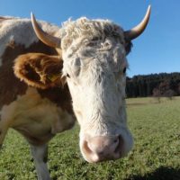 Der QUH-Adventskalender 2011 - die 3. Kuh Der QUH-Adventskalender 2011 - die 3. Kuh