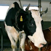 Der QUH-Adventskalender 2011 - die 10. Kuh