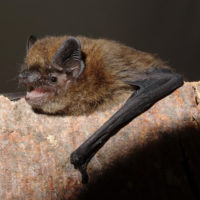 Einladung zur Fledermausexkursion