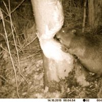 Das Bachhauser Krokodil