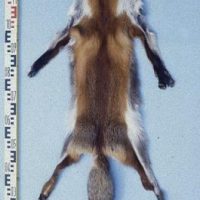 Fuchs beißt Oma Fuchs beißt Oma