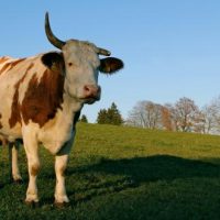 Der QUH-Adventskalender 2011 - die 2. Kuh Der QUH-Adventskalender 2011 - die 2. Kuh