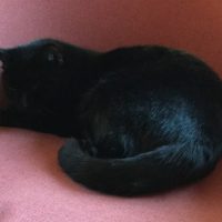 Katze Blacky wird vermisst