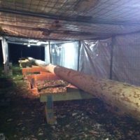 Maibaum für Allmannshausen Maibaum für Allmannshausen