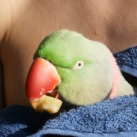 Tiere in Berg, Folge 2: Papagei gefunden - Halter gesucht!