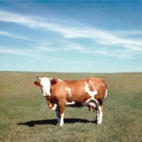 kunst mit kuh kunst mit kuh