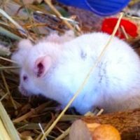 Der Ministerpräsident spricht über die Energiewende