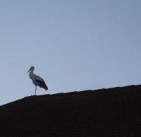 Der Storch war da! Der Storch war da!