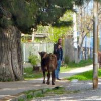 Tiere in Tiflis
